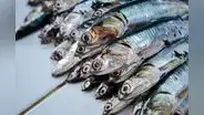 Produce: No habrá primera temporada de pesca para preservar la anchoveta