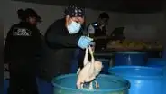 Intervienen local  en Chorrillos donde inflaban pollos con químicos: se hallaron al menos 1.000 aves