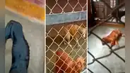 Extrabajadores de unidad canina en Carabayllo denuncian que perros están enfermos: "Uno murió adentro"