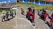 Cabrita guía batallón de pequeños niños en Apurímac: “En este jardín desfilan todos”
