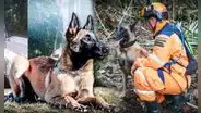 ¿Quién es Wilson, el perrito que salvó a los 4 niños perdidos y se encuentra desaparecido?