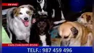Cercado de Lima: mujer que adoptó a perritos, y luego los salvó de incendio, pide ayuda para alimentarlos
