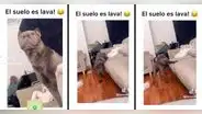 Perro juega al piso es lava y emociona a todos en TikTok: "Ya perdiste, Firulais"