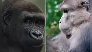 ¿Por qué los primates se masturban? Esta es la razón