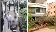 Ate: 2 niños casi son aplastados por un árbol que se cayó en un parque
