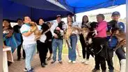 La Victoria: ofrecen en adopción a perros rescatados en incendio cerca de Gamarra