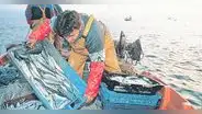 Pesca exploratoria se habría iniciado por presión de la industria harinera