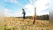 Puno viviría crisis alimentaria por déficit hídrico