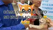 Gatito tiene inusual reacción cuando revelan que el perro es más tranquilo: “Qué ternura”