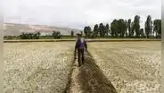 Producción de alimentos bajará un 30% por sequías en Arequipa, según agricultores