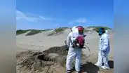 Serfor reporta la muerte de aves y lobos marinos en playas piuranas