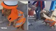 Perrito causa furor como supervisor de obra en Arequipa: “Rayos, llegó el jefe”