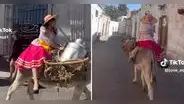 Joven sorprende al vender leche sobre burro en Arequipa: “Qué tiempos aquellos”
