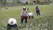 Cae 50% la producción de alimentos en los campos agrícolas
