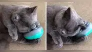 Gatito se masajea y enternece en redes: "El michi es tan adorable"