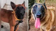 Así fue entrenado Wilson, el perrito rescatista perdido sin rastro en la selva de Colombia