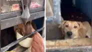 Comas: familia se muda de casa y abandona a perritos