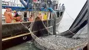 Industria desembarcó 40.000 toneladas de anchoveta para la harina