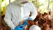Sacrifican a cerca de mil aves de corral por casos de gripe aviar en Moquegua