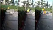 Heladero de D’Onofrio va a toda velocidad y se estrella con un poste: “Le pidieron un Turbo”