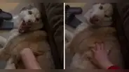 Perrito ataca a su padre, pero lame a su dueña y usuarios dicen: "Sabe cosas que mami no"