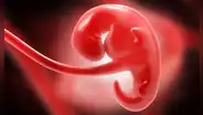 Biólogos afirman haber creado los primeros embriones humanos artificiales