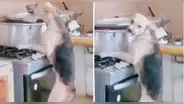 Perrito se trepa a la cocina, se roba el pollo de la olla y encima se molesta: “La habilidad se respeta”