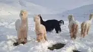 Ola de frío y sequía en Puno causó muerte de más de 3.000 crías de alpaca