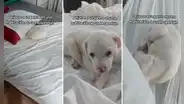 Alquilan cuarto de hotel, se van y dejan un perrito en la cama: "Qué rara propina"