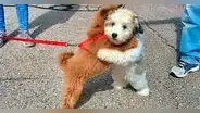 ¡Qué ternura! La tierna escena de los mejores amigos cachorros que se abrazan cada vez que se ven