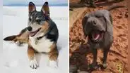 Falleció Einstein, el perro que encarnó a Caín en Red Dead Redemption 2 y se ganó el cariño de toda la comunidad gamer