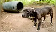 Denuncian que mafias roban perros domésticos para usarlos en entrenamientos de canes de pelea