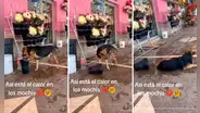 Perrito lanza con su patita un balde de agua al piso y se acuesta encima del charco: ¡No resistió el calor!