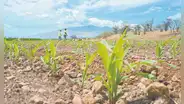 FAO: precios mayoristas de alimentos no se trasladan