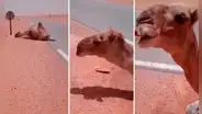 Camello se desploma en el desierto, pero hombre se detiene para auxiliarlo: ¡Le salvó la vida!