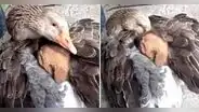 Ganso abraza a cachorro abandonado en la calle y conmueve a miles en redes: "¡Qué ternura!"
