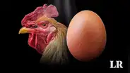 Científicos responden, por fin, a la pregunta: "¿Qué fue primero, el huevo o la gallina?"