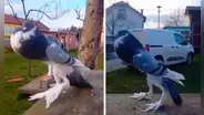 Extraña ave sorprende a usuarios en redes y la bautizan como la 'paloma mutante'
