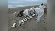 El Niño costero sería causa de muerte de aves y lobos en la costa