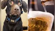 El trágico caso del perro Coco: ¿cómo la muerte de su amo reveló que era alcohólico?