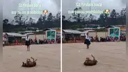 Perrito se roba el show durante actuación escolar y causa furor con sus ‘pasos prohibidos’