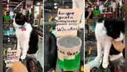 Gatito pide propina para su comida, pero muerde a quien lo acaricie: "Colabora nomás"