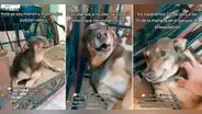 Patatón 2023: perrito ‘invita’ a la donación de comida para animales rescatados y conmueve a miles
