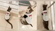 Gatito con camiseta de la UTP pasea por la universidad y usuarios reaccionan: "Michi universitario"