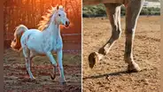 ¿Cómo los caballos perdieron sus otros dedos y se quedaron con solo uno?