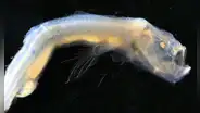 Emergen temibles criaturas de la oscuridad del fondo del océano