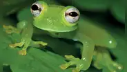 Hallan una nueva especie de rana de cristal en Perú