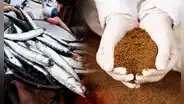 Harina de pescado alcanza su precio más alto en 8 años ante la llegada de El Niño