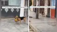 Perrito en Trujillo sorprende a redes con curioso 'trabajo': "Se gana su pan y croquetas"