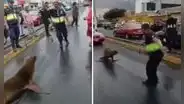 Lobo marino pasea por calles de Chimbote, pero retorna al mar con ayuda de un ingenioso sereno